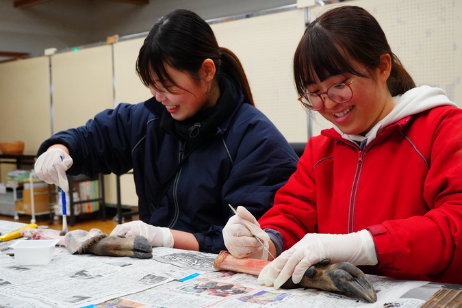 シカの足標本作り