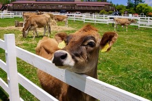 清泉寮でジャージー牛に会おう