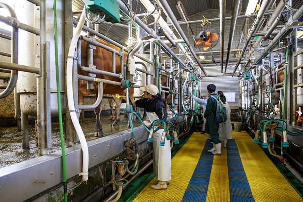 ミルキングパーラー見学