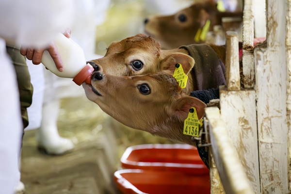 仔牛の牛舎でのふれあい体験