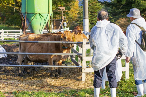 引退牛とのふれあい