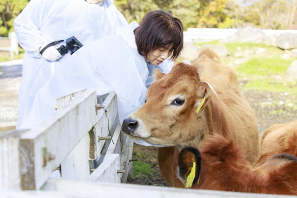 子牛のパドックでのふれあい